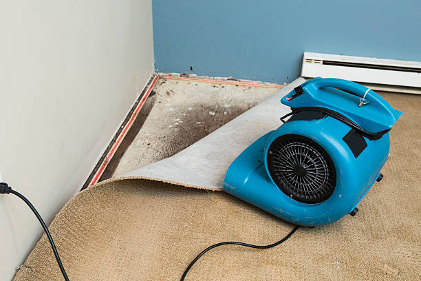 Best Water damage cleanup near me  in Pawnee, IL